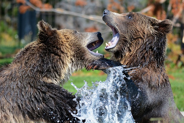 Oso grizzly de la península de Alaska