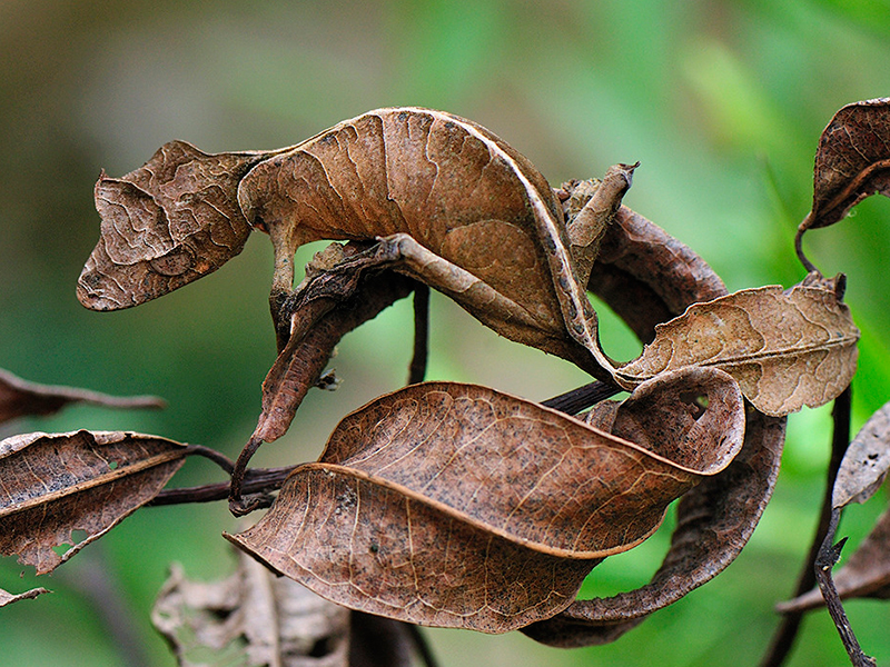 insetos camuflagem