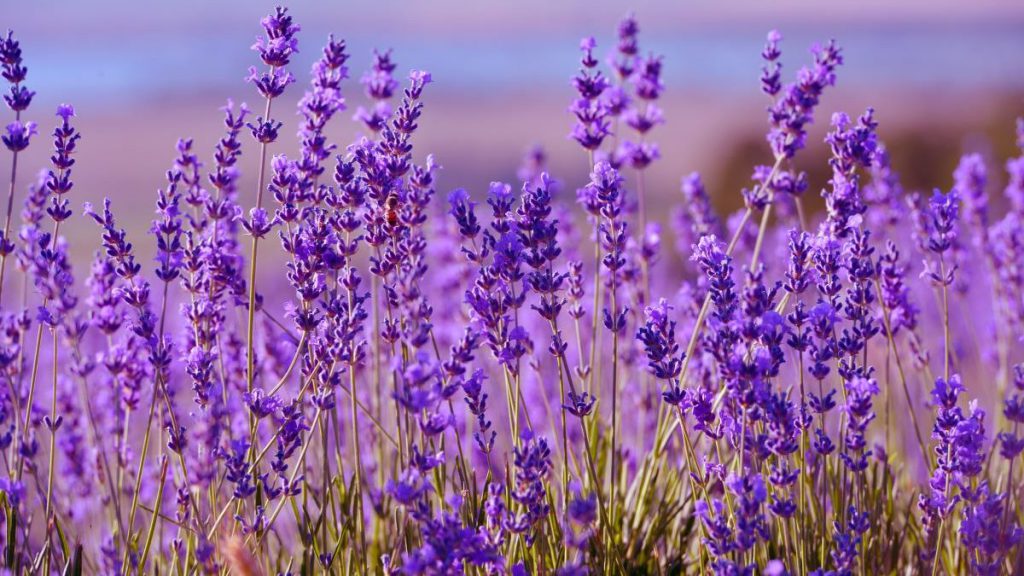 lavanda