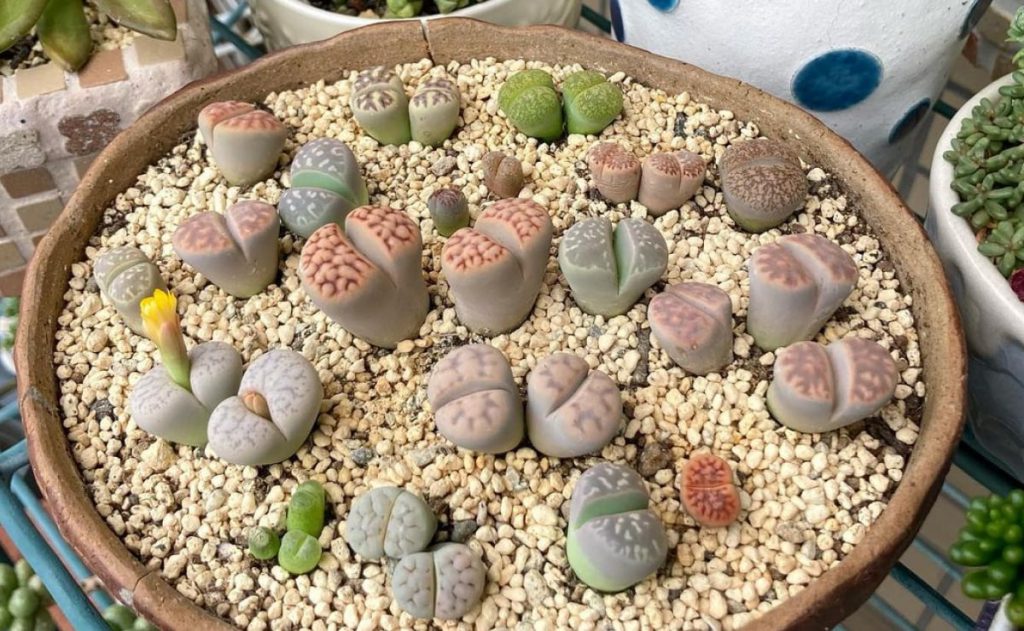 lithops pedra viva