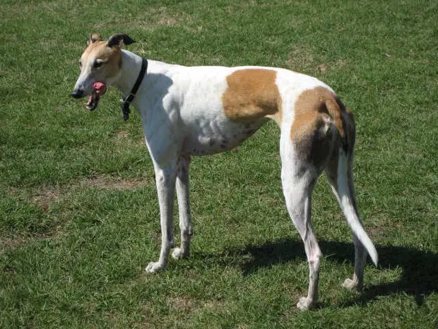 Greyhound Americano no Gramado 