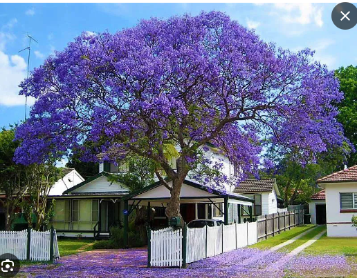 Jacarandá-Mimoso em Área Urbana