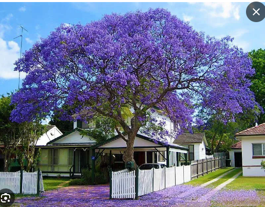 Jacarandá-Mimoso em Área Urbana 