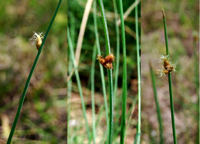 Cultivando Capim-dos-Juncos em Solos Úmidos