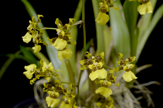 Orquídea Oncidium baueri na Natureza