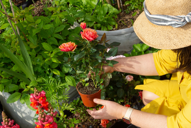 Mulher Cultivando Rosa em Vaso