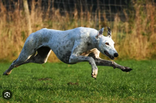 Greyhound Americano Correndo no Gramado
