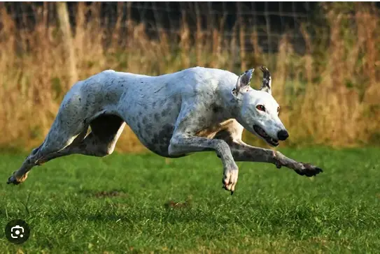 Greyhound Americano Correndo no Gramado 