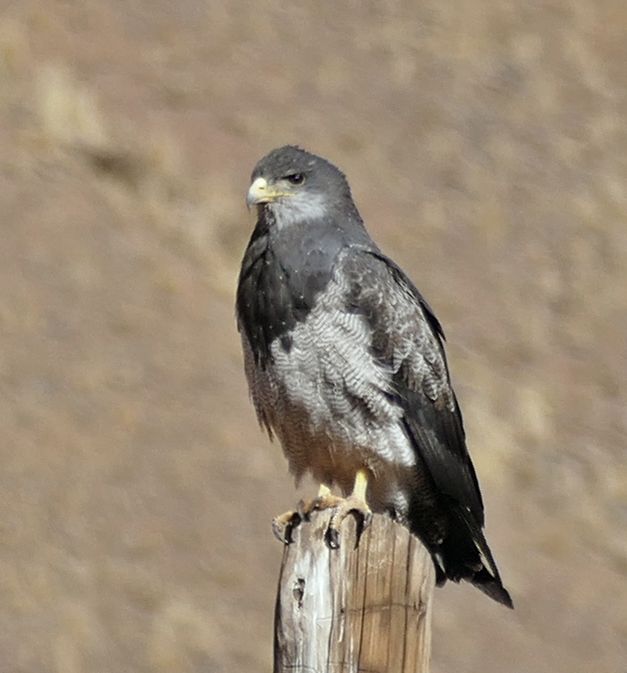 Águia-Chilena Observando o Entorno