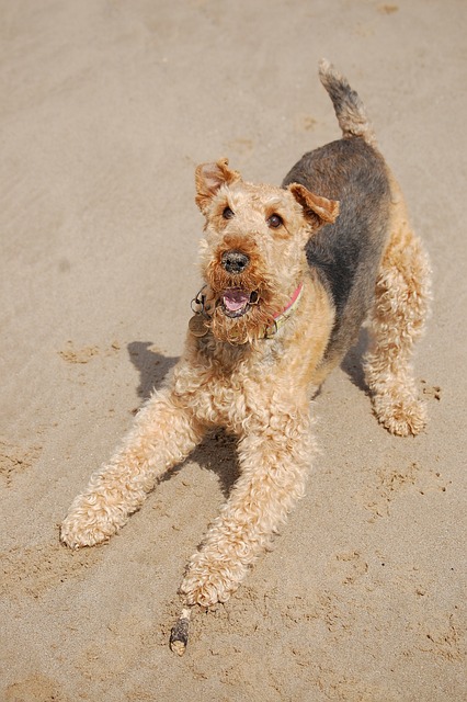 Airedale no Gramado na Praia