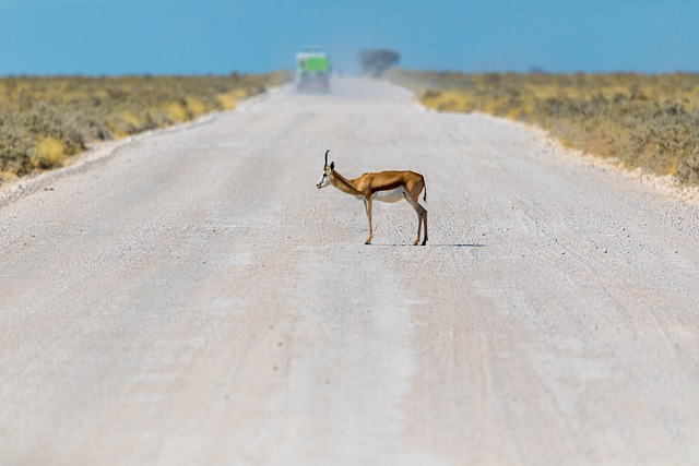 Antílope na Estrada 