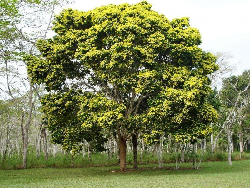 Árvore Pau Brasil