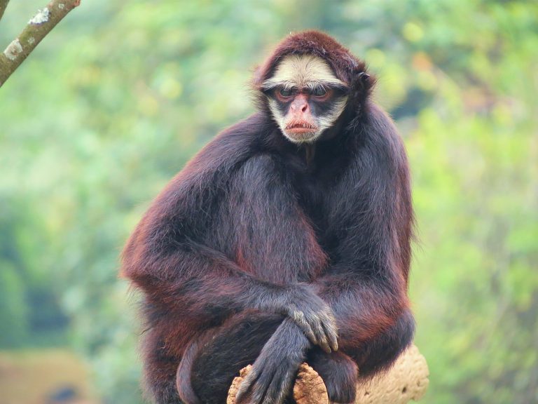Macaco-Aranha-Testa-Branca na Natureza