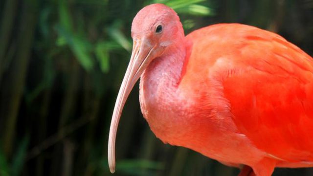 Ave Guará Visto de Perto