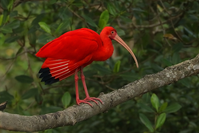 Ave Guará na Natureza