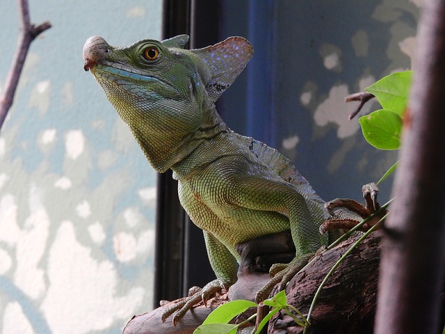 Basilisco na Natureza