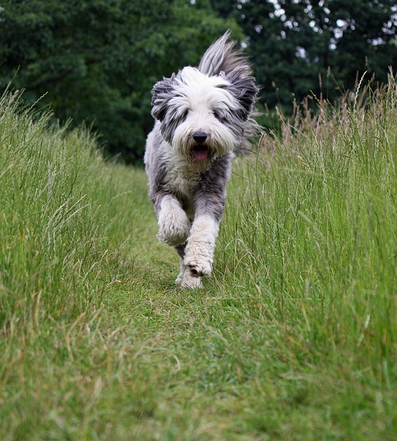 Bearded Collie Correndo no Gramado