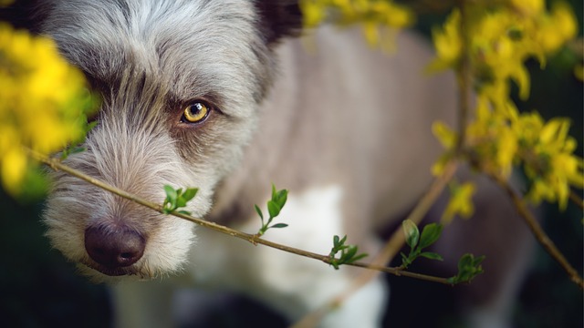 Bearded Collie Entre as Flores