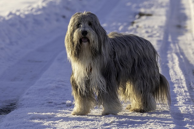 Bearded Collie na Neve