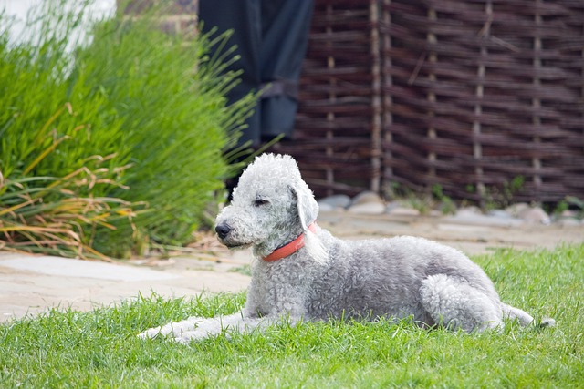 Cuidados com o Pelo do Bedlington