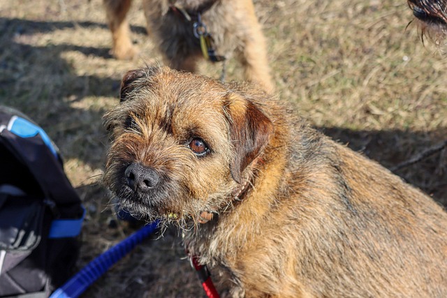 Border terrier Passeando