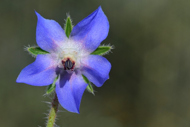 Borragem Azul