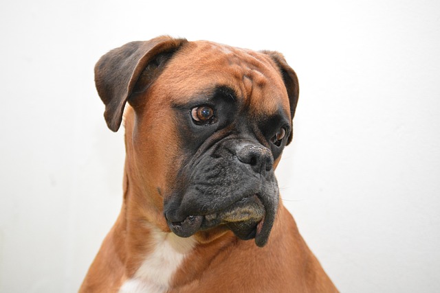 Boxer de Perfil