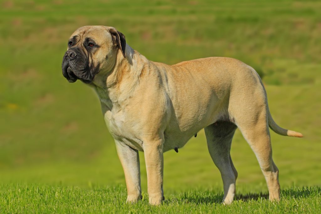 Bullmastiff Visto de Perto 