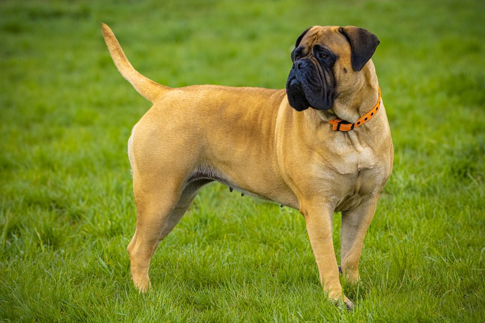 Bullmastiff no Gramado