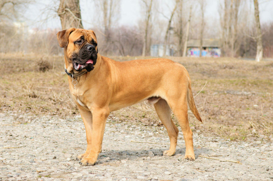 Bullmastiff de collar