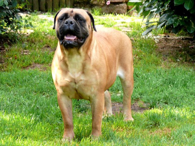 Bullmastiff en el césped