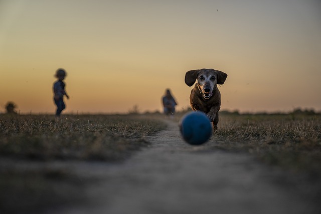Cachorro Correndo atrás da Bola