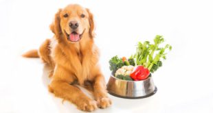 Cachorro ao Lado do Pote com Verduras e Legumes
