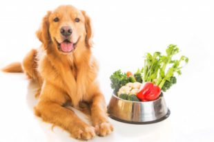 Cachorro ao Lado do Pote com Verduras e Legumes