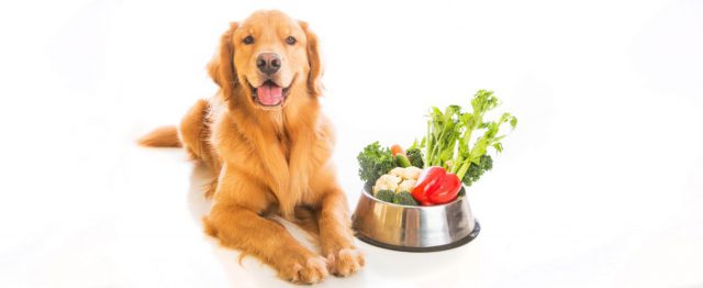 Cachorro ao Lado do Pote com Verduras e Legumes