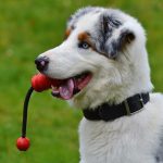 Cachorro com Brinquedo na Boca