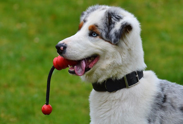 Cachorro com Brinquedo na Boca