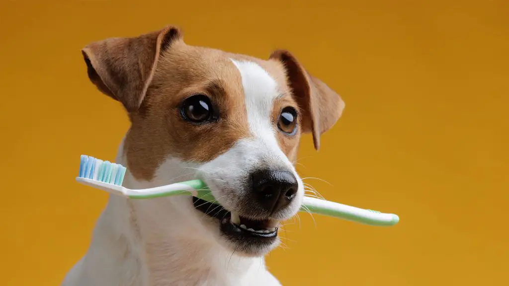 Cachorro com Escova de Dente na Boca 