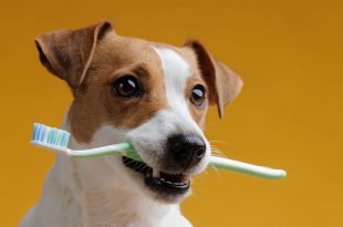 Cachorro com Escova de Dente na Boca