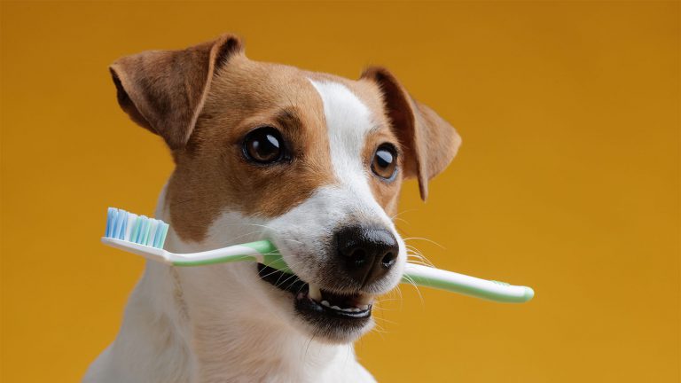 Cachorro com Escova de Dente na Boca