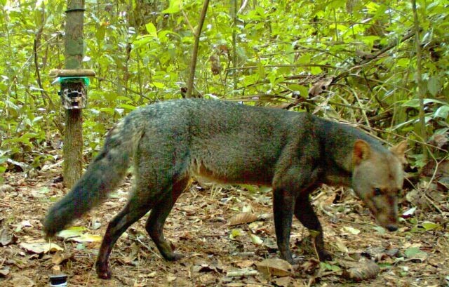 Cachorro-do-Mato-de-Orelha-Curta na Natureza