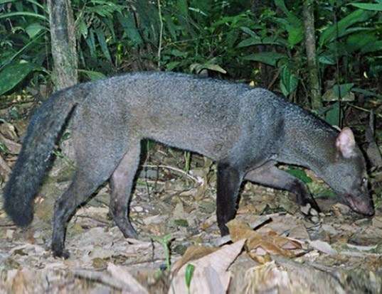 Cachorro-do-Mato-de-Orelha-Curta