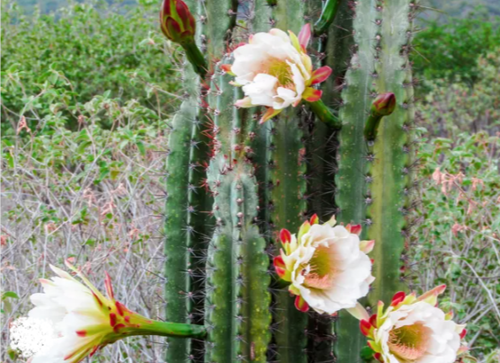 Cacto Florido na Natureza
