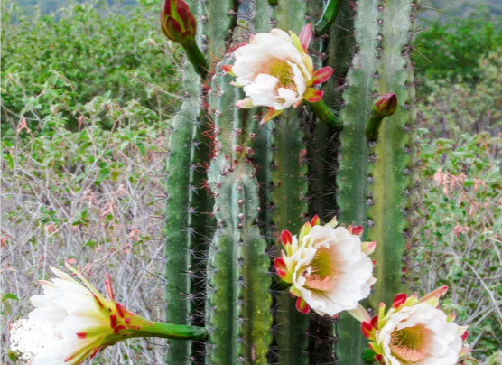 Cacto Florido na Natureza 