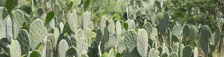 Cactos como Plantas Xerófitas