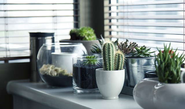 Dicas Práticas para Regar Plantas em Vasos