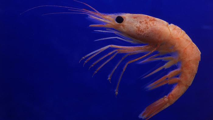 Camarones en el Mar