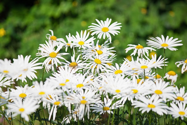 Campo Florido de Margarida Shasta