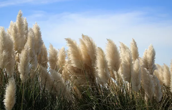 Campo de Capim dos Pampas