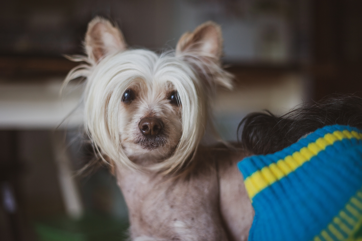 Cão Crista Chinês de Perto